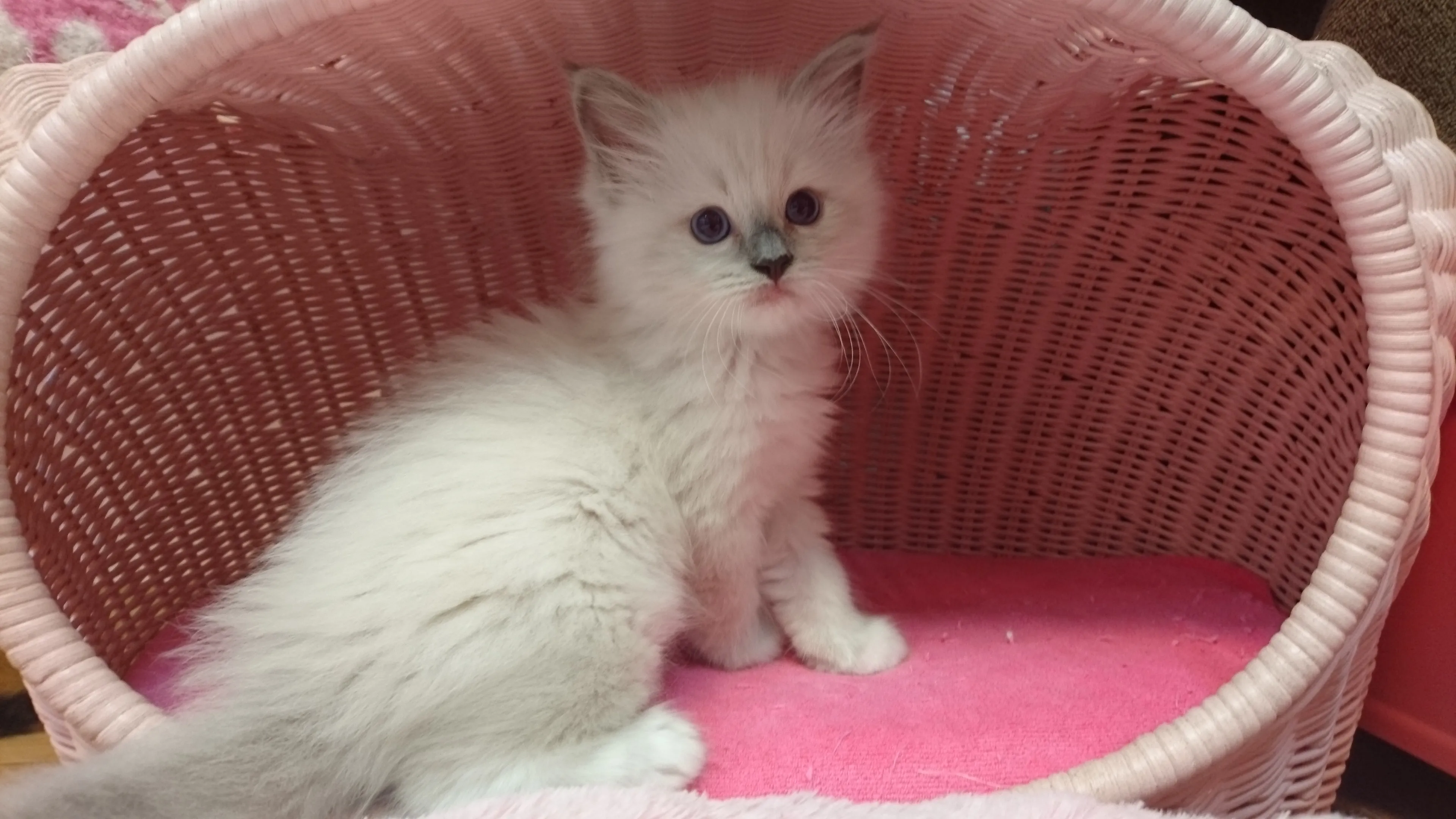 ID：1606-00610の子猫