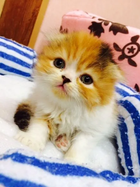 ID：1501-00151の子猫