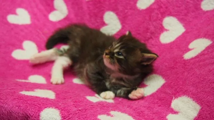 ID：1504-00198の子猫