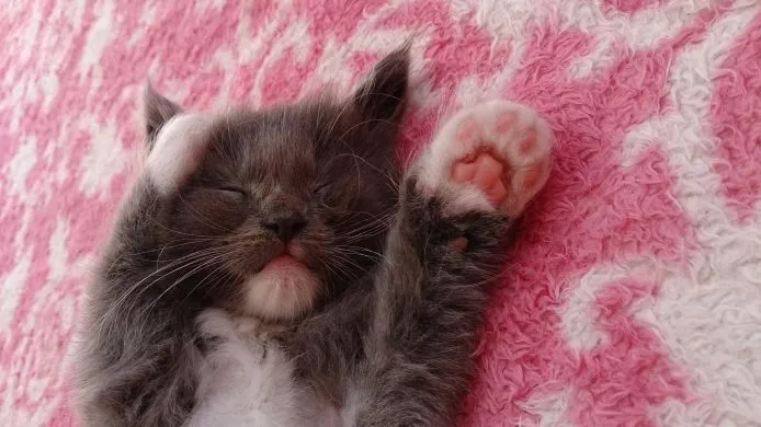 ID：1504-00193の子猫