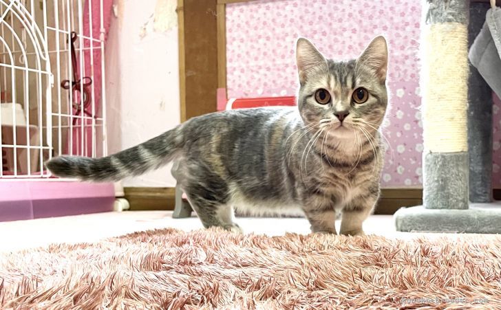 マンチカン【・女の子・2019年5月24日・ブルークリームタビーホワイト】