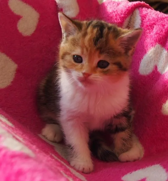 ID：1503-00364の子猫