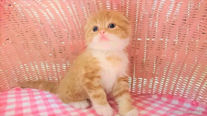 ID：1702-00552の子猫