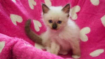 ラグドール【福岡県・男の子・2015年2月28日・シールポイントミデット】の写真「遊ぶの大好き男の仔」