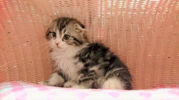 スコティッシュフォールド【福岡県・男の子・2016年11月27日・シルバータビーホワイト（ロング）】の写真「イケメン折れ耳男の仔」