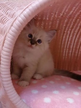 ラグドール【福岡県・女の子・2015年8月21日・シールポイントミテッド】の写真「元気な女の仔」