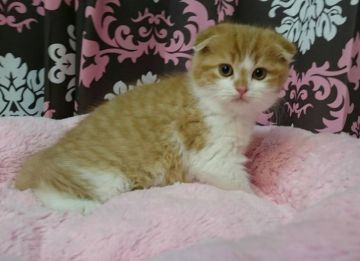 スコティッシュフォールド【福岡県・男の子・2016年4月7日・レッドタビーホワイト（ショート）】の写真「まん丸男の仔」