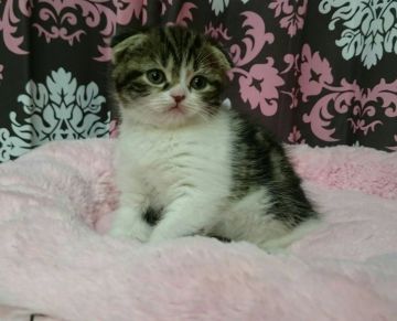 スコティッシュフォールド【福岡県・女の子・2016年4月7日・ブラウンタビーホワイト】の写真「元気な女の仔」