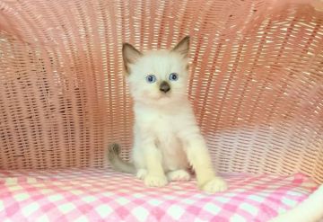 ラグドール【福岡県・女の子・2017年7月28日・シールポイントミテッド】の写真「可愛い女の仔」