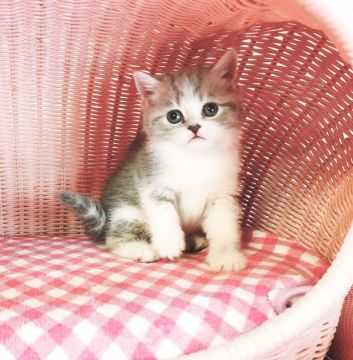 スコティッシュフォールド(立ち耳)【福岡県・女の子・2019年2月20日・ブルータビーホワイト】の写真「キレイな色の女の仔🥰」