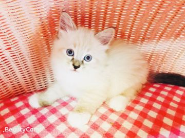 ラグドール【福岡県・女の子・2019年5月5日・シールポイント】の写真「元気な女の仔💕」