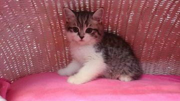 スコティッシュフォールド【福岡県・男の子・2016年1月28日・シルバータビーホワイト】の写真「」