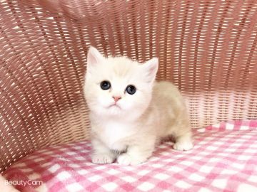 マンチカン(短足)【福岡県・女の子・2020年1月1日・クリームホワイト】の写真「元旦生れの女の仔💕」