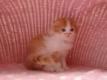 スコティッシュフォールド【福岡県・男の子・2015年10月22日・レッドホワイト】の写真「元気な男の仔」