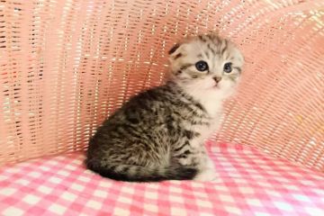 スコティッシュフォールド【福岡県・男の子・2017年1月10日・シルバータビーホワイト】の写真「イケメン折れ耳男の仔」