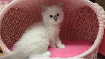 ラグドール【福岡県・女の子・2016年5月3日・シールポイントミテッド】の写真「元気な女の仔」