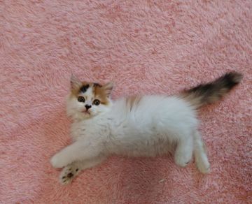 スコティッシュフォールド【福岡県・女の子・2016年1月28日・キャリコ（ロング）】の写真「フワフワな女の子」