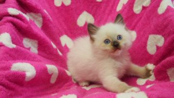 ラグドール【福岡県・女の子・2015年2月28日・シールポイントミデット】の写真「やんちゃな女の子」