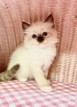 ラグドール【福岡県・男の子・2021年6月4日・シールポイントミテッド】の写真「元気な男の仔💕」