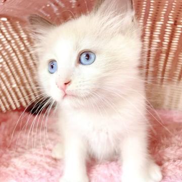ラグドール【福岡県・男の子・2022年5月6日・ブルーポイントバイカラー】の写真「元気いっぱいの男の仔💕」