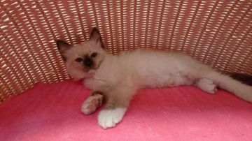 ラグドール【福岡県・女の子・2016年1月1日・シールポイントミテッド】の写真「」