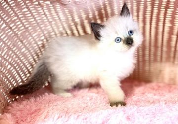 ラグドール【福岡県・女の子・2021年12月9日・シールポイント】の写真「おしゃべり女の仔❣️」