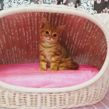 スコティッシュフォールド【福岡県・男の子・2016年2月3日・レッドタビーホワイト】の写真「元気な男の子」