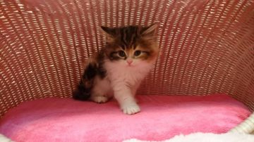 スコティッシュフォールド【福岡県・女の子・2016年4月7日・キャリコ】の写真「美人な女の仔」