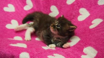 ノルウェージャンフォレストキャット【福岡県・男の子・2015年3月19日・ブラウンタビーホワイト】の写真「おとなしい仔です」