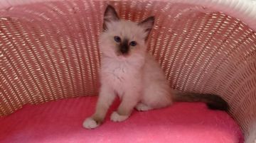 ラグドール【福岡県・男の子・2016年1月1日・シールポイントミテッド】の写真「」