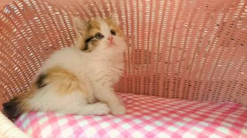 スコティッシュフォールド【福岡県・女の子・2016年12月10日・キャリコ】の写真「甘えさんの女の仔」