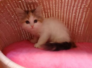 スコティッシュフォールド【福岡県・女の子・2015年10月31日・キャリコ】の写真「おてんば女の仔」