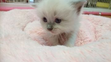 ラグドール【福岡県・女の子・2017年6月6日・ブルーポイントミテッド】の写真「こまったニャン」