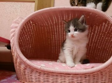 ノルウェージャンフォレストキャット【福岡県・男の子・2015年10月12日・ブルーホワイト】の写真「元気な男の仔」