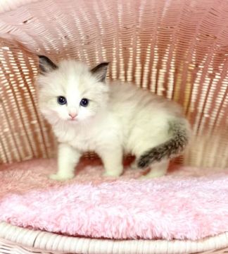 ラグドール【福岡県・男の子・2022年3月30日・ブルーバイカラー】の写真「イケメン男子❣️」