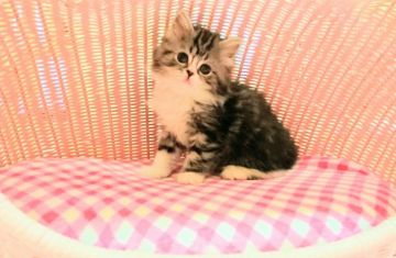 スコティッシュフォールド【福岡県・女の子・2017年1月15日・ブルーホワイト】の写真「お目目クリクリの女の仔」