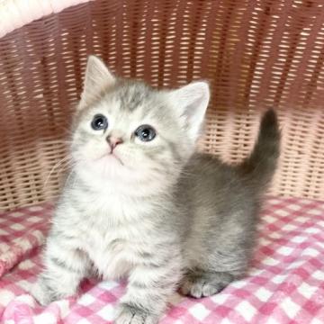 マンチカン(短足)【福岡県・女の子・2022年10月1日・ブルークリームタビーホワイト】の写真「Theマンチ💖」