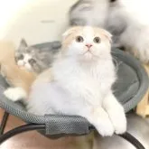 スコティッシュフォールド(折れ耳)【福岡県・男の子・2023年6月23日・クリームホワイト】の写真1