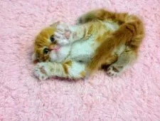 スコティッシュフォールド【福岡県・男の子・2017年1月10日・レッドタビーホワイト】の写真3