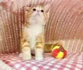 マンチカン(長足)【福岡県・男の子・2023年2月9日・レッドタビーホワイト】の写真5