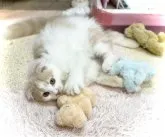 スコティッシュフォールド(折れ耳)【福岡県・男の子・2023年6月23日・クリームホワイト】の写真5