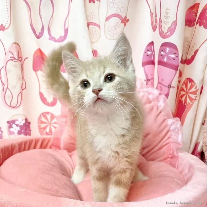 ID：2504-02047の子猫