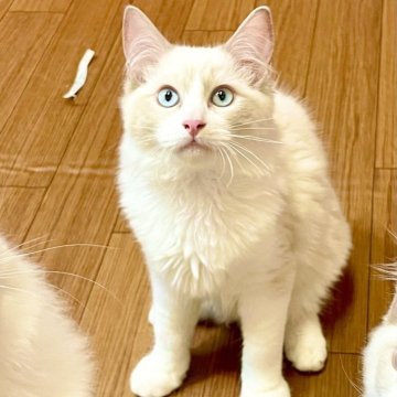 ラグドール【福岡県・男の子・2025年5月11日・ブルーポイントバイカラー】の写真「ヤンチャ坊主🩵ᩚ」