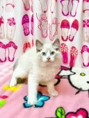 ラグドール【福岡県・男の子・2025年5月11日・ブルーポイントバイカラー】の写真5