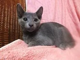 ID:1810-00713の子猫