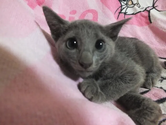 ID:1407-00287の子猫