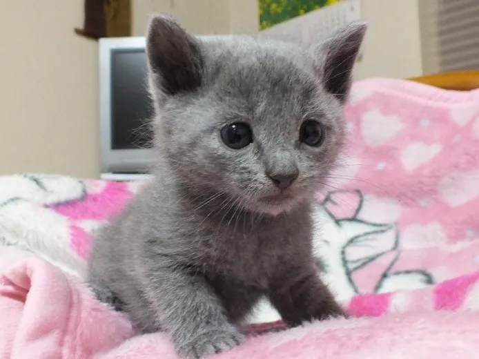 ID：1404-00247の子猫