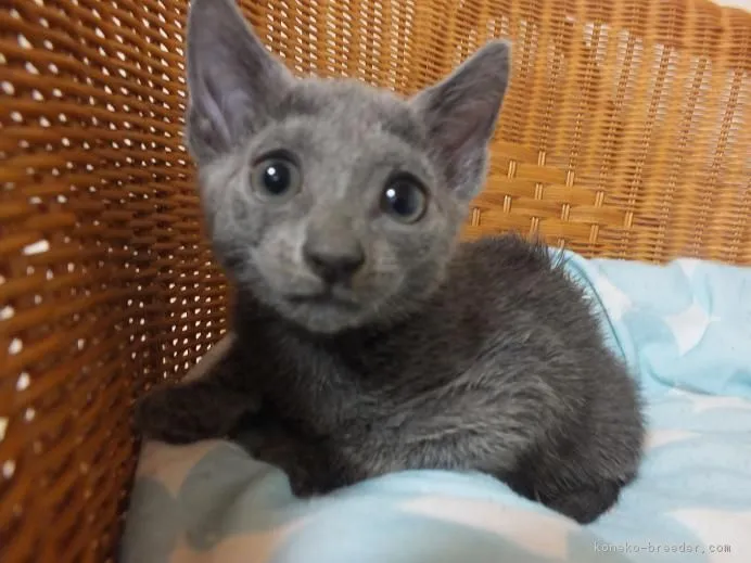 ID:1707-00388の子猫