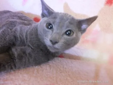 ID:1811-00182の子猫