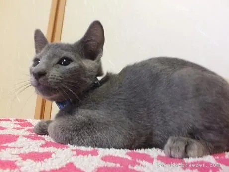 ID:1811-00185の子猫